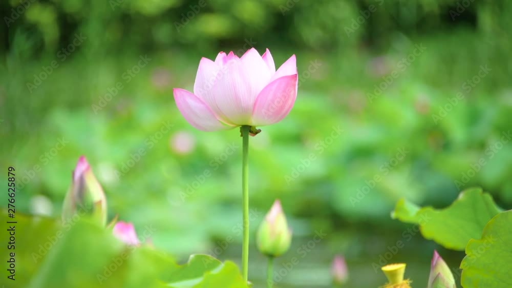 Summer lotus swaying in the wind Summer lotus swaying in the wind