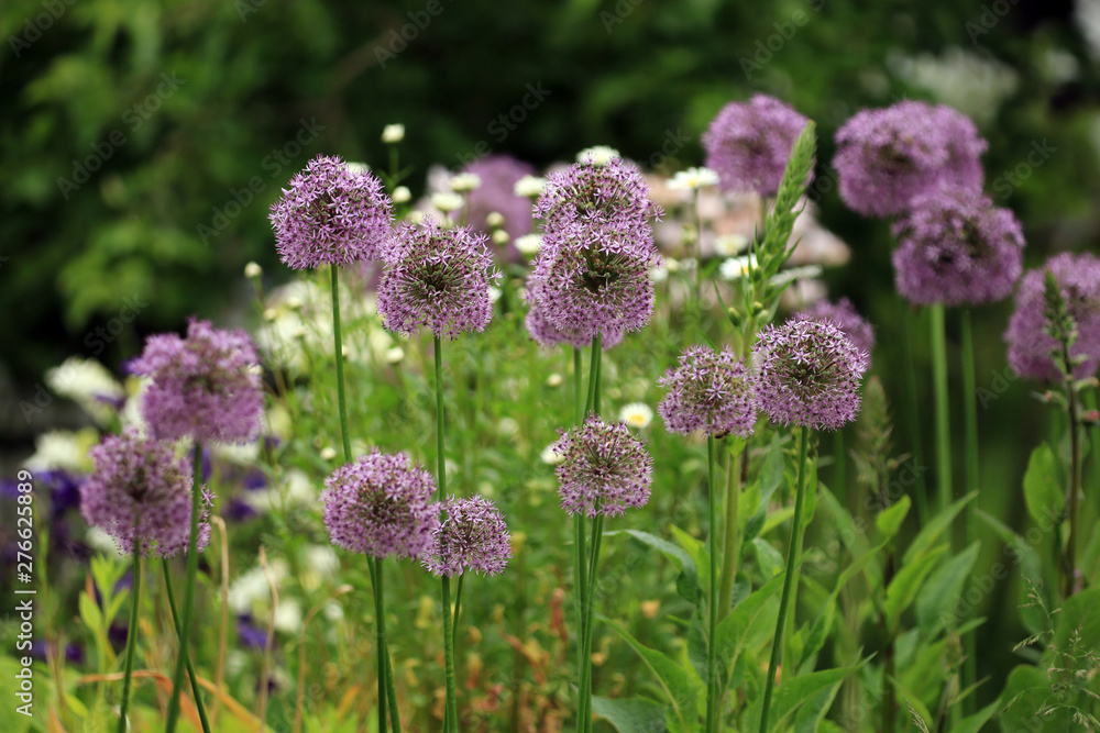Alium Alium