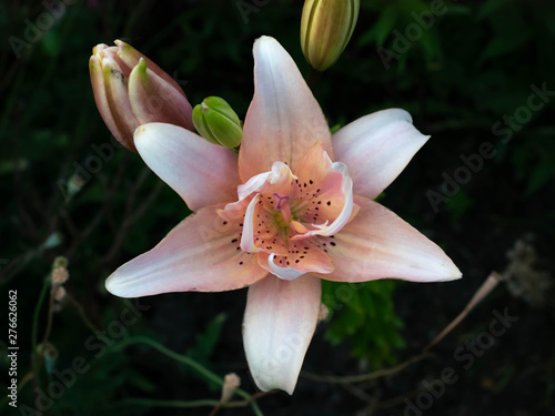 pink lily flower garden elodie photo