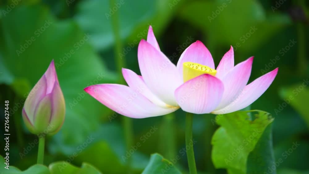 Summer lotus swaying in the wind Summer lotus swaying in the wind