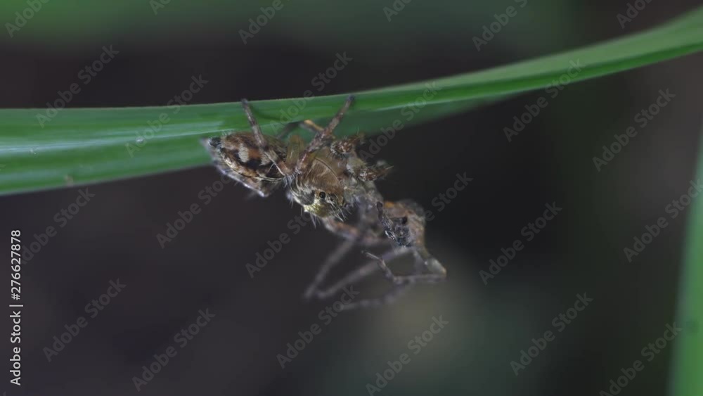 Jumping Spider eating Web Spider on nature rainforest. Jumping Spider eating Web Spider on nature rainforest.