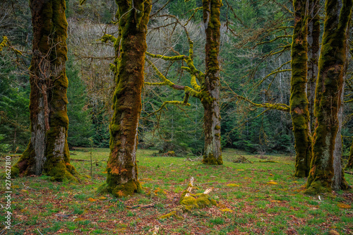 Mossy Olympic Forest, Olympic National Park