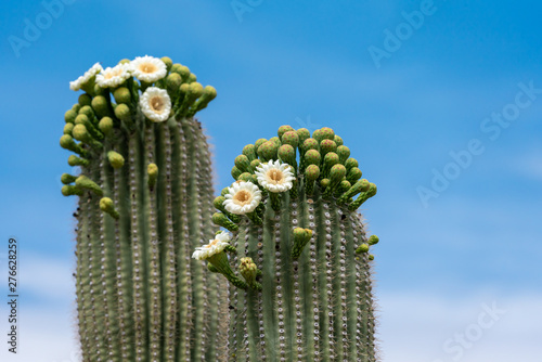 Saguaro Cactus Flowers on top against sky