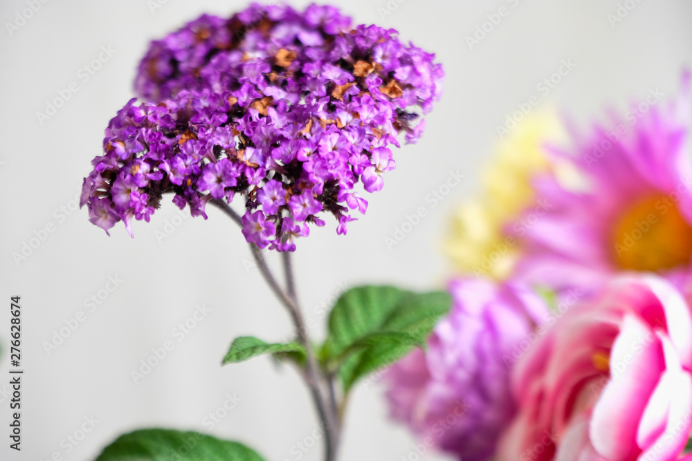 purple heliotrope and colorful flowers