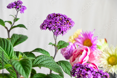 purple heliotrope and colorful flowers photo