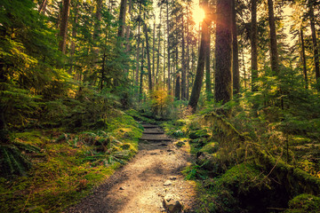 Olympic National Forest, Olympic National Park