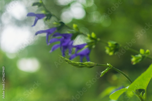purple flowers on green background
