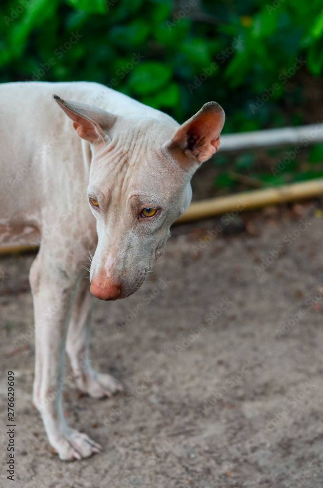Portrait of stray dog