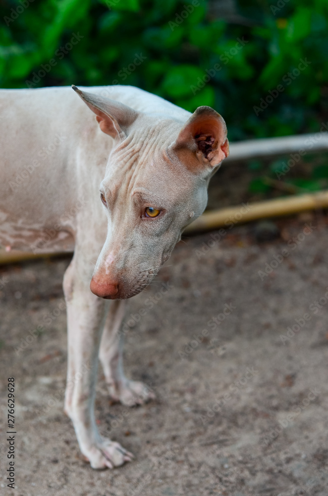 Portrait of stray dog