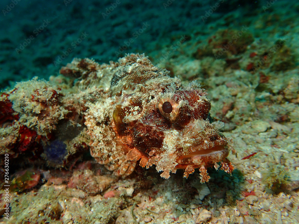 Closeup and macro shot of an aggressive Reef Scorpionfish or also known as the rockfish or stonefish during a leisure dive in Mabul Island, Semporna. Tawau, Sabah. Malaysia, Borneo.