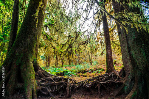 Hoh Rain Forest in Olympic National Park © Stephen