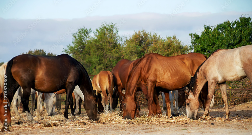 Fototapeta premium Group of horses grazing in the Donana National Park, Andalusia, Spain