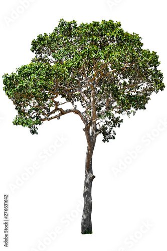 Isolated tree on white background with clipping path.