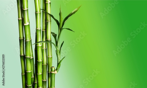 Many bamboo stalks on background