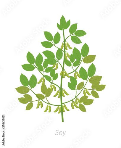 Soybean plant. Soya bean. Glycine max. Plant with leaves and pods of beans.