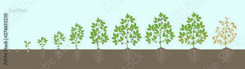 Growth stages of Soybean plant with roots In the soil. Soya bean phases set ripening period. Glycine max life cycle, animation progression.