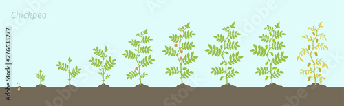 Crop stages of Chickpea. Growing animation chick pea plant. Known as gram or Bengal gram, garbanzo or garbanzo bean, and Egyptian pea.