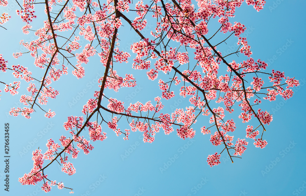 Beautiful cherry blossom flowers blooming in the winter season in Northern region of Thailand with beautiful sky background. Beautiful cherry blossom flowers blooming in the winter season in Northern region of Thailand with beautiful sky background.