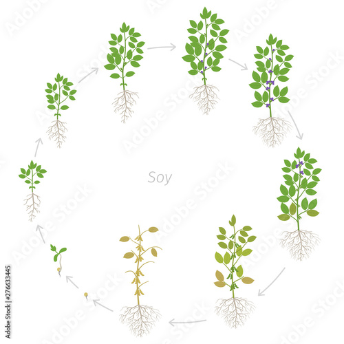 Round growth stages of Soybean plant with roots. Soya bean phases set period. Life cycle, animation progression.