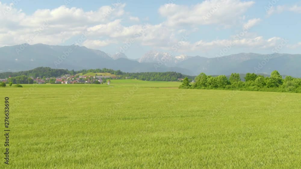 DRONE: Stunning aerial view of wheat produced by an eco friendly farm moving in the warm summer wind. Flying over a large field of wheat and towards an idyllic town in the Slovenian countryside. DRONE: Stunning aerial view of wheat produced by an eco friendly farm moving in the warm summer wind. Flying over a large field of wheat and towards an idyllic town in the Slovenian countryside.