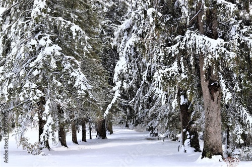 snow covered trees