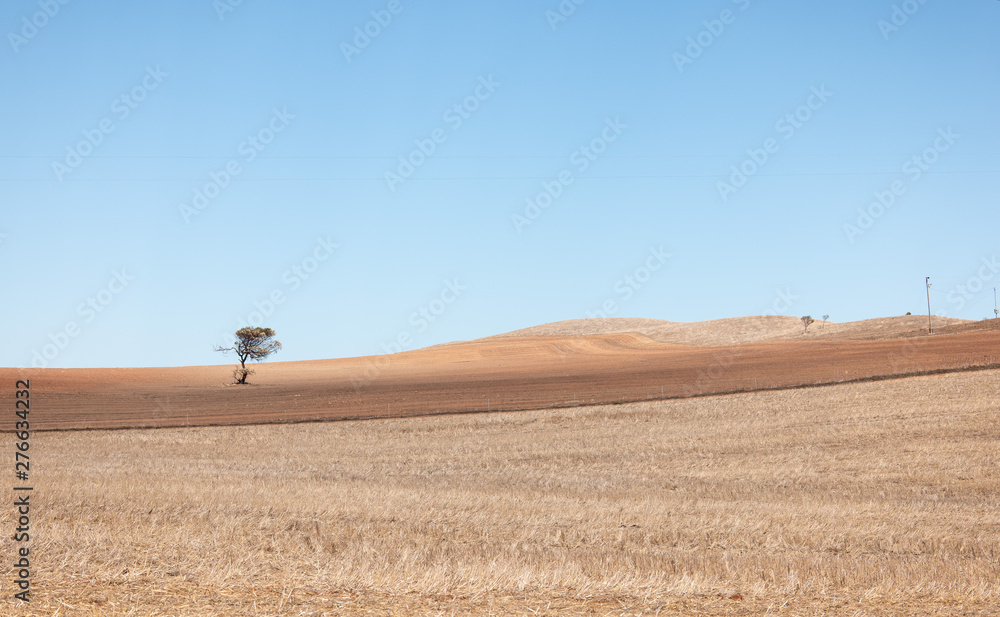 Lone tree wheatbelt region around Geraldton.