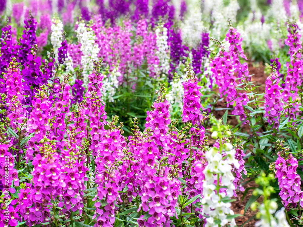 field with many flowers of lavende