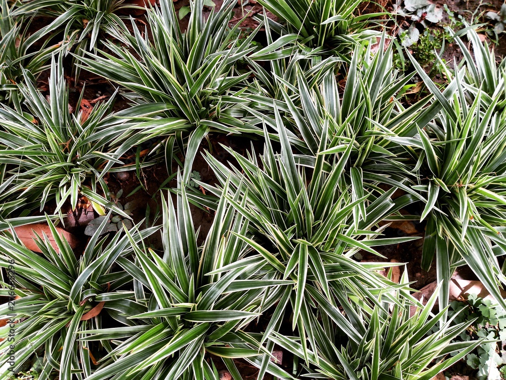 Chlorophytum bichetii (Karrer) Backer plant Chlorophytum bichetii (Karrer) Backer plant