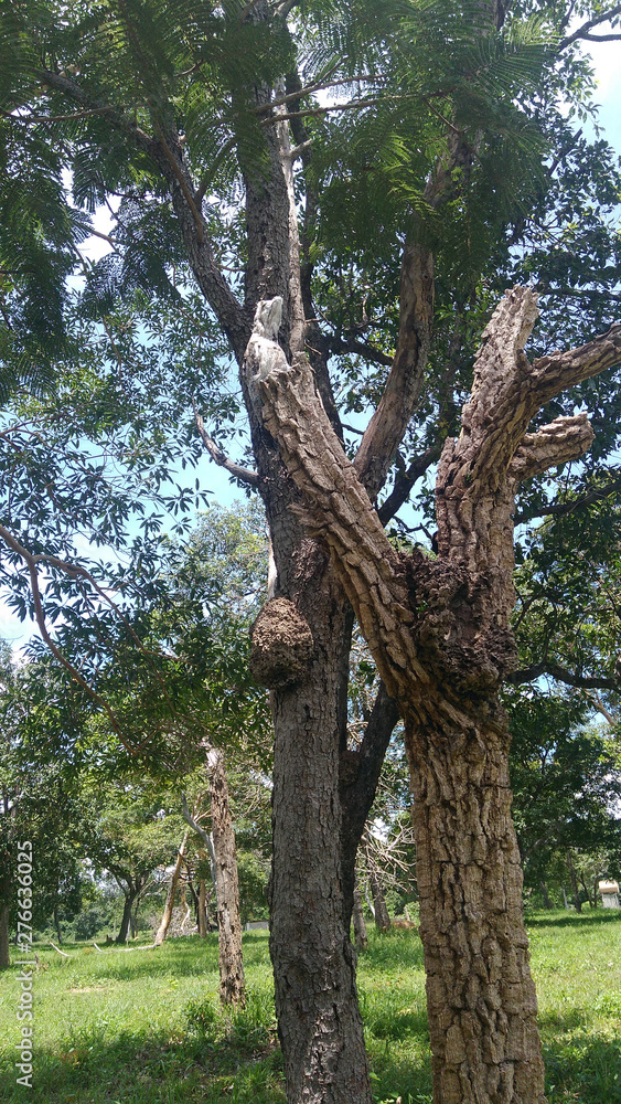Fototapeta premium Urutau - Mãe da Lua - Nyctibius griseus