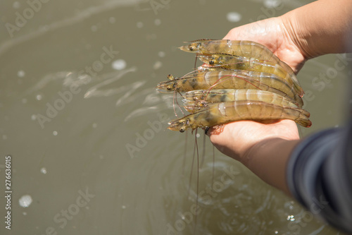 White shrimp placed on hand