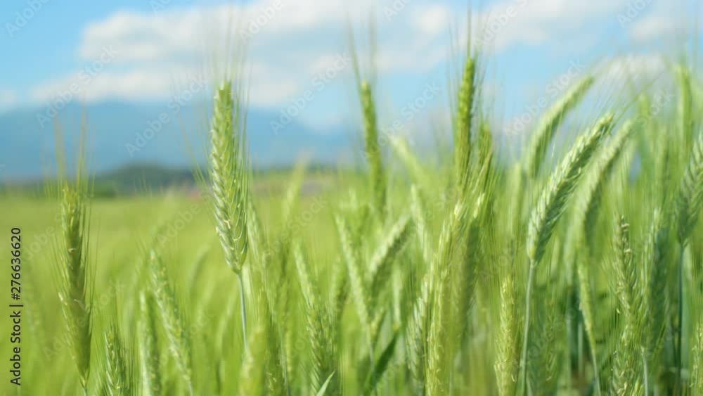 SLOW MOTION, MACRO, DOF: Picturesque view of wheat swaying in the winds blowing past the village far in the distance. Long wheat stalks swaying as a gentle summer breeze blows across rural Slovenia. SLOW MOTION, MACRO, DOF: Picturesque view of wheat swaying in the winds blowing past the village far in the distance. Long wheat stalks swaying as a gentle summer breeze blows across rural Slovenia.