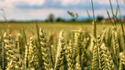Photos Beautiful wheat field at Aholming, Bavaria, Germany