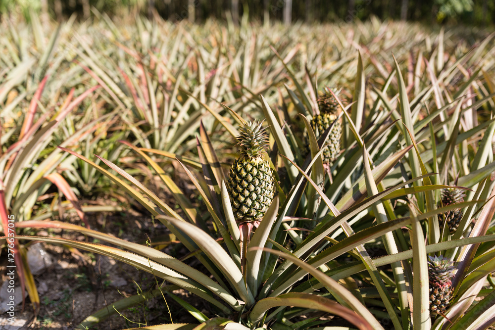 Tropical pineapple fruit outdoor. Landscape of Pineapple Plantation in Phuket island, Thailand