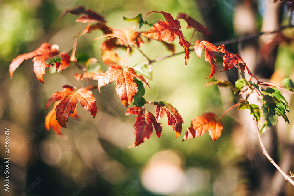 Maple branch. Fall. 
