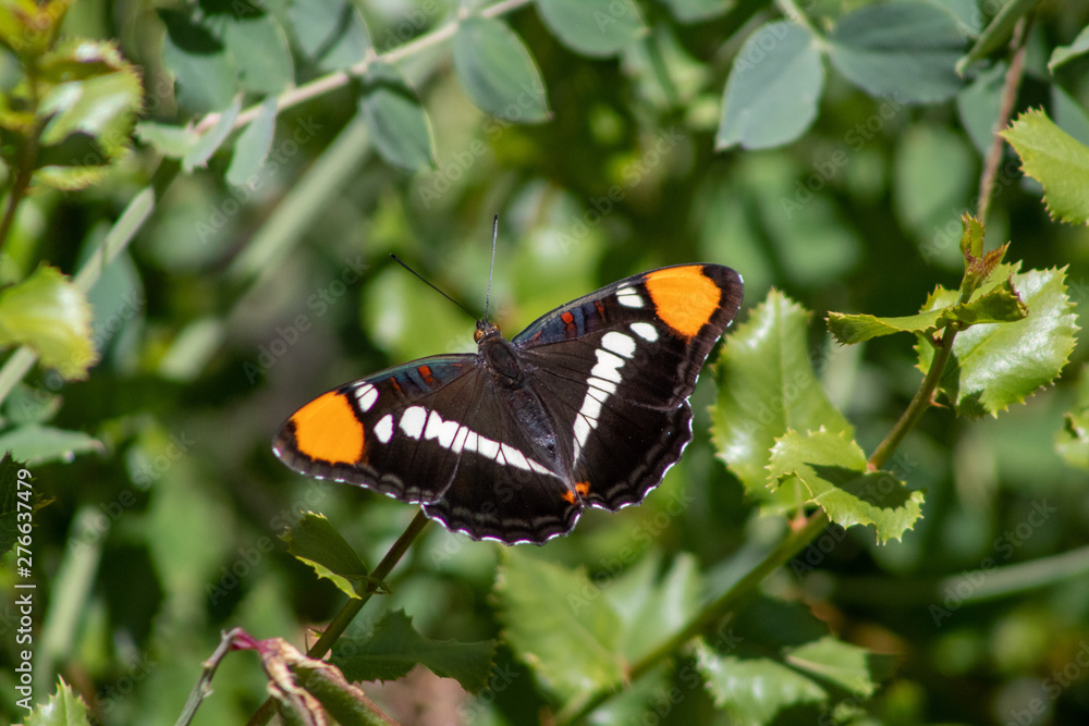 California Butterfly California Butterfly