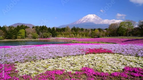 春の富士山と芝桜