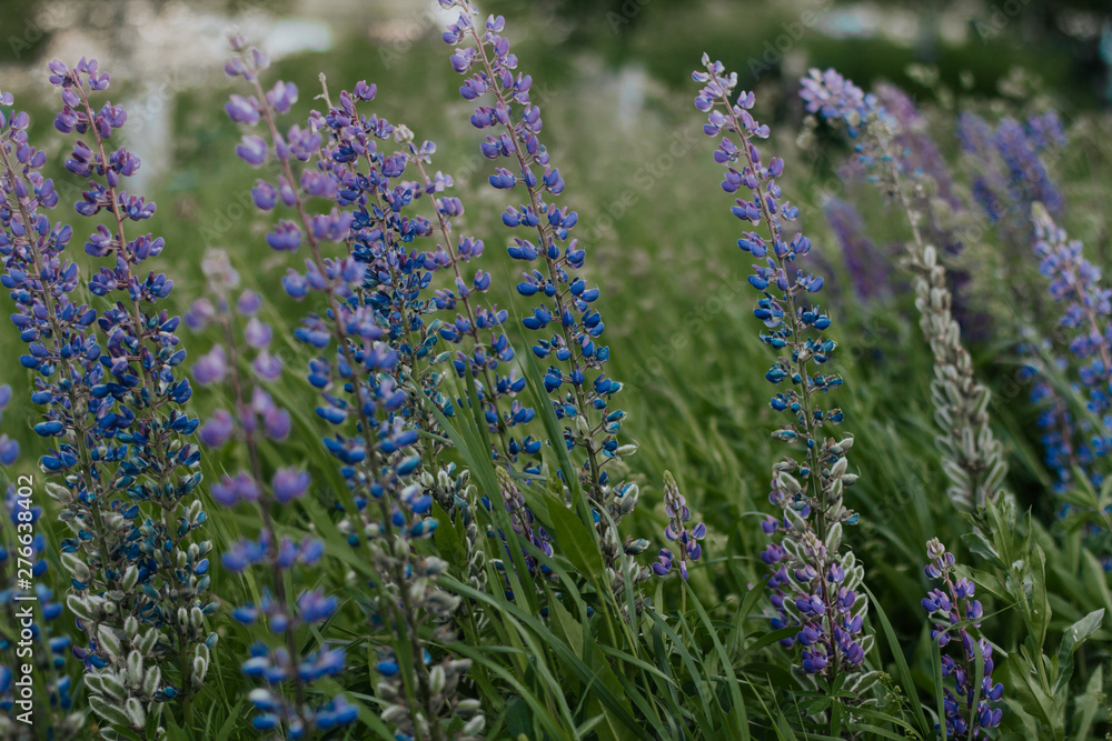 Obraz premium wild blue lupins in the evening forest
