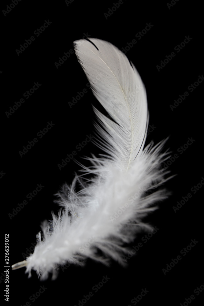 Obraz premium Single white feather isolated on black background.
