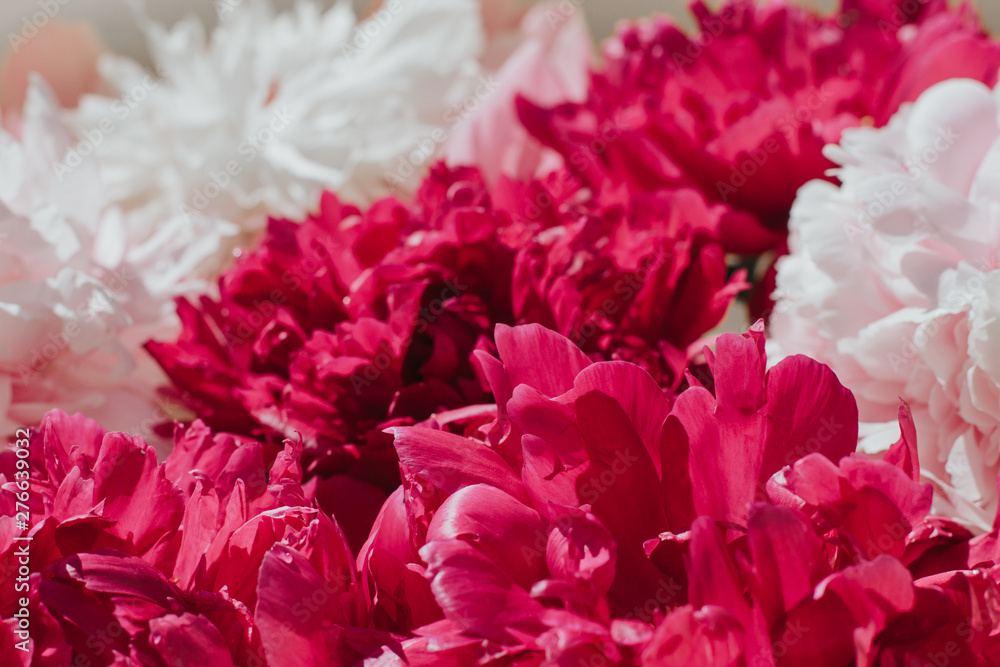 background of pink peonies. romantic background background of pink peonies. romantic background