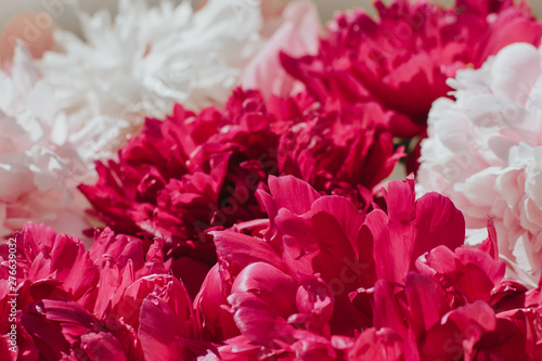  background of pink peonies. romantic background