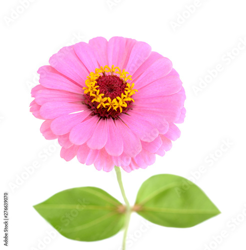 Pink zinnia flower