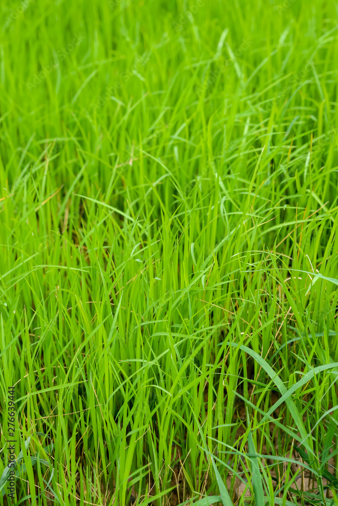 Background image of newly planted rice look like grass seedlings waiting to grow in the growing season. Background image of newly planted rice look like grass seedlings waiting to grow in the growing season.