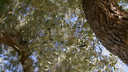 Olive tree detail. Shot from grount pointing to te leaves an the blue sky in the background. There is a few black olives. photo