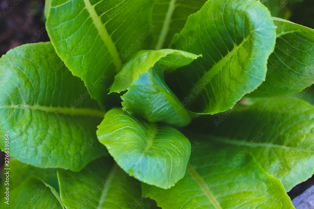 fresh organic green cos lettuce or Cos Romaine Lettuce on healthy vegetables salad food nature background fresh organic green cos lettuce or Cos Romaine Lettuce on healthy vegetables salad food nature background