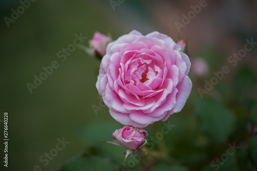 Detail of pink roses in the garden