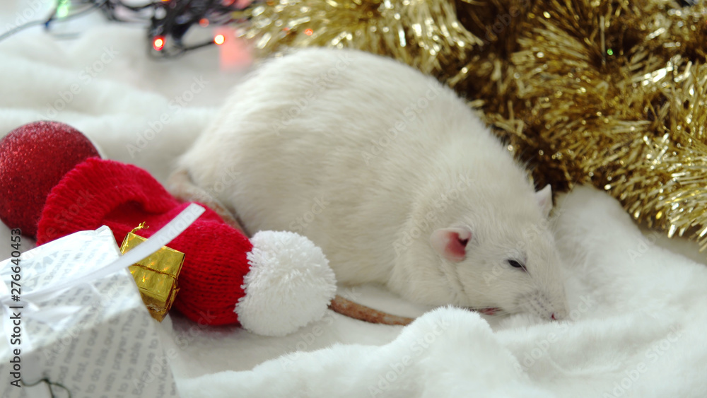 Obraz premium Christmas and New Year 2020. Year of the Rat