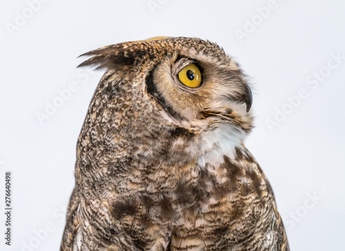 Great Horned Owl on Plain Background Isolated