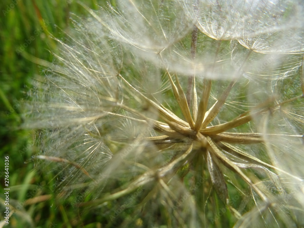 Fototapeta premium Pusteblume als macro