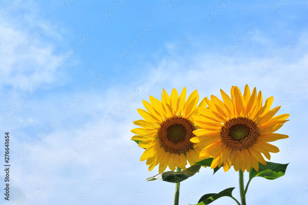 ひまわり　青空