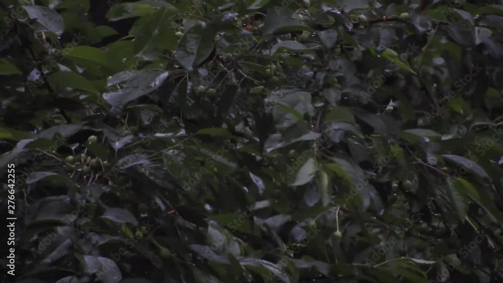Heavy rain over tall green trees. A heavy rain, drops over tree leaves, summer season Heavy rain over tall green trees. A heavy rain, drops over tree leaves, summer season